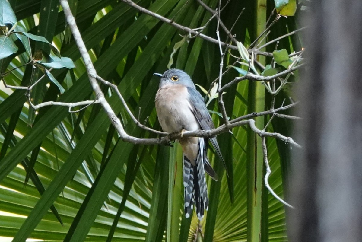 Fan-tailed Cuckoo - ML612596414