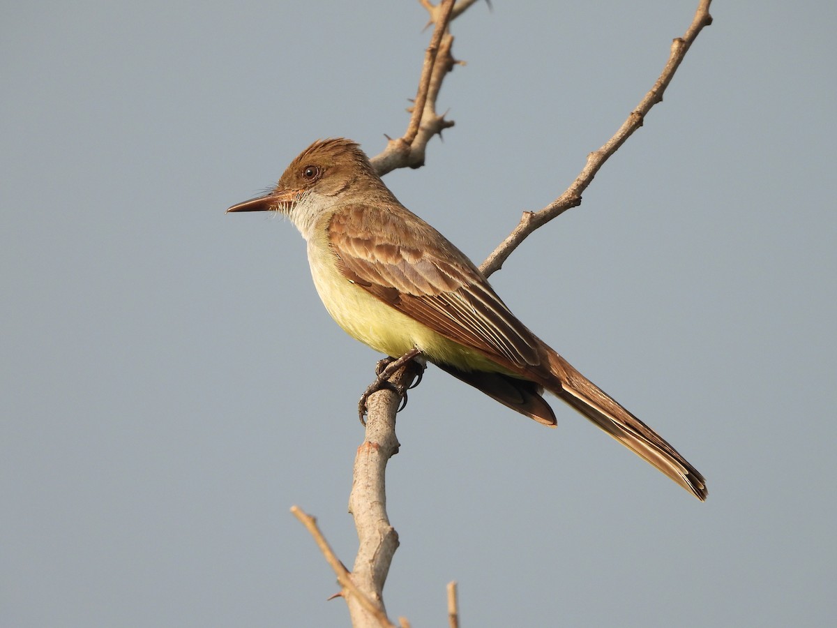 Swainson's Flycatcher - Haydee Huwel