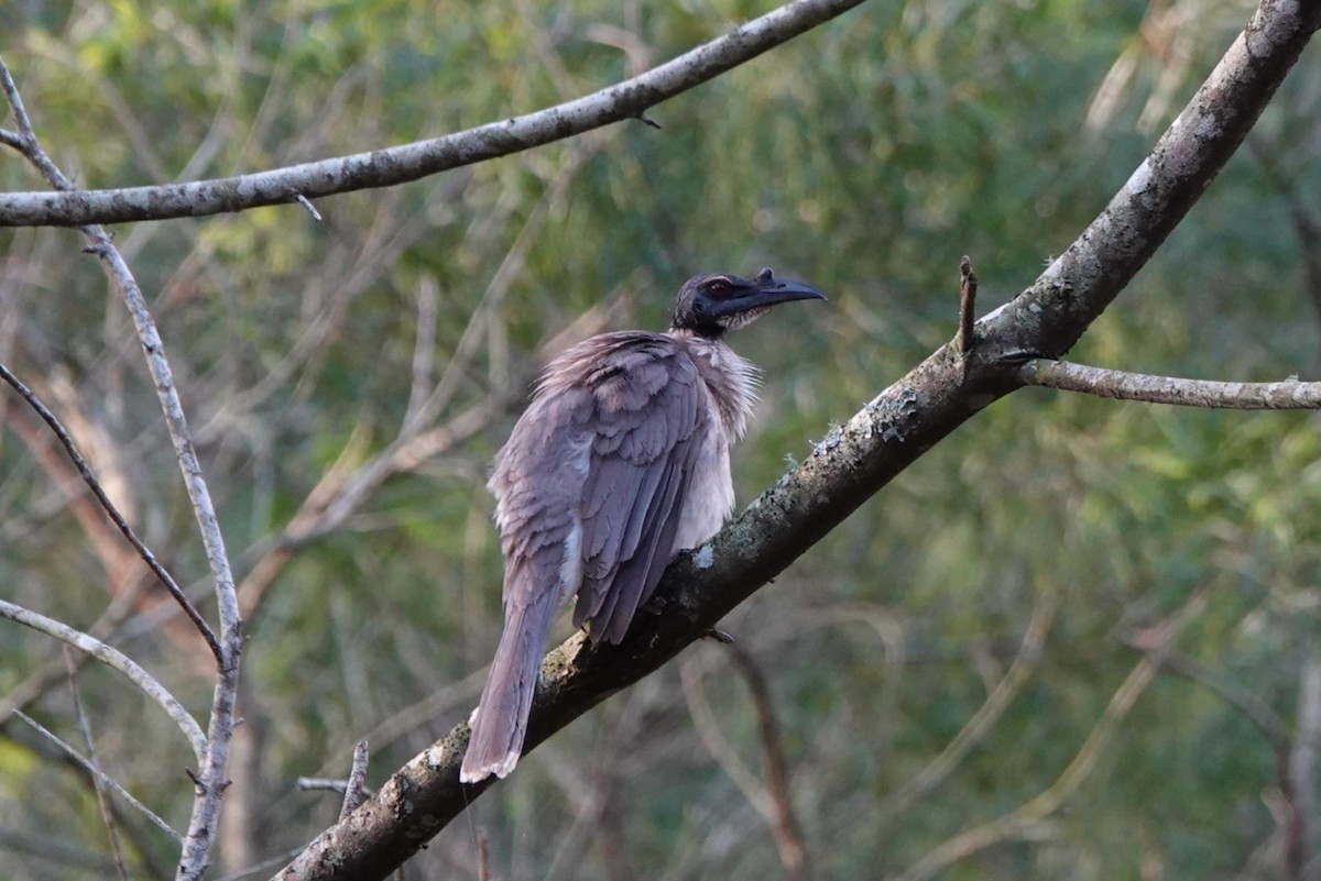 Noisy Friarbird - ML612596423