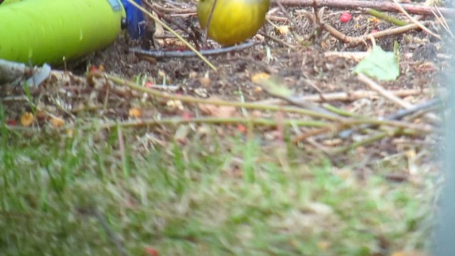 MacGillivray's Warbler - ML612596438