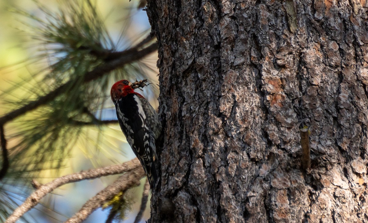 Red-naped/Red-breasted Sapsucker - ML612596504