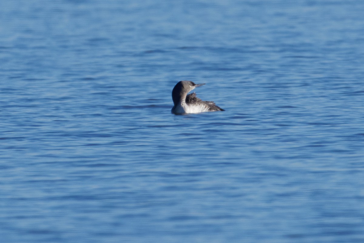 Red-throated Loon - ML612596522