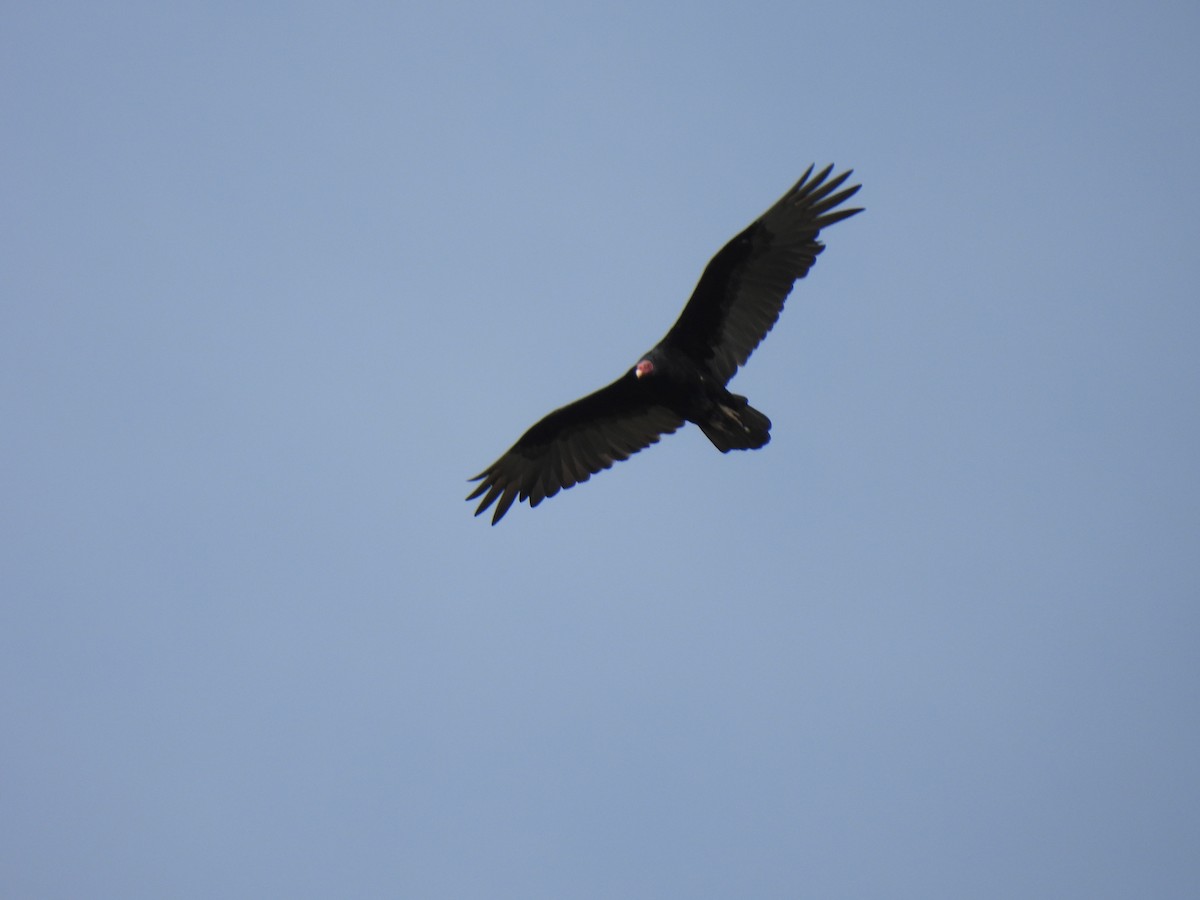 Turkey Vulture - ML612596527