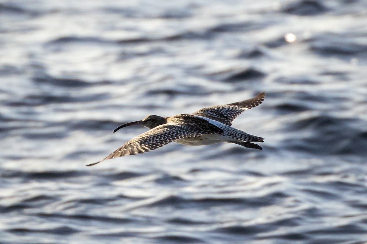 Whimbrel - ML612596558