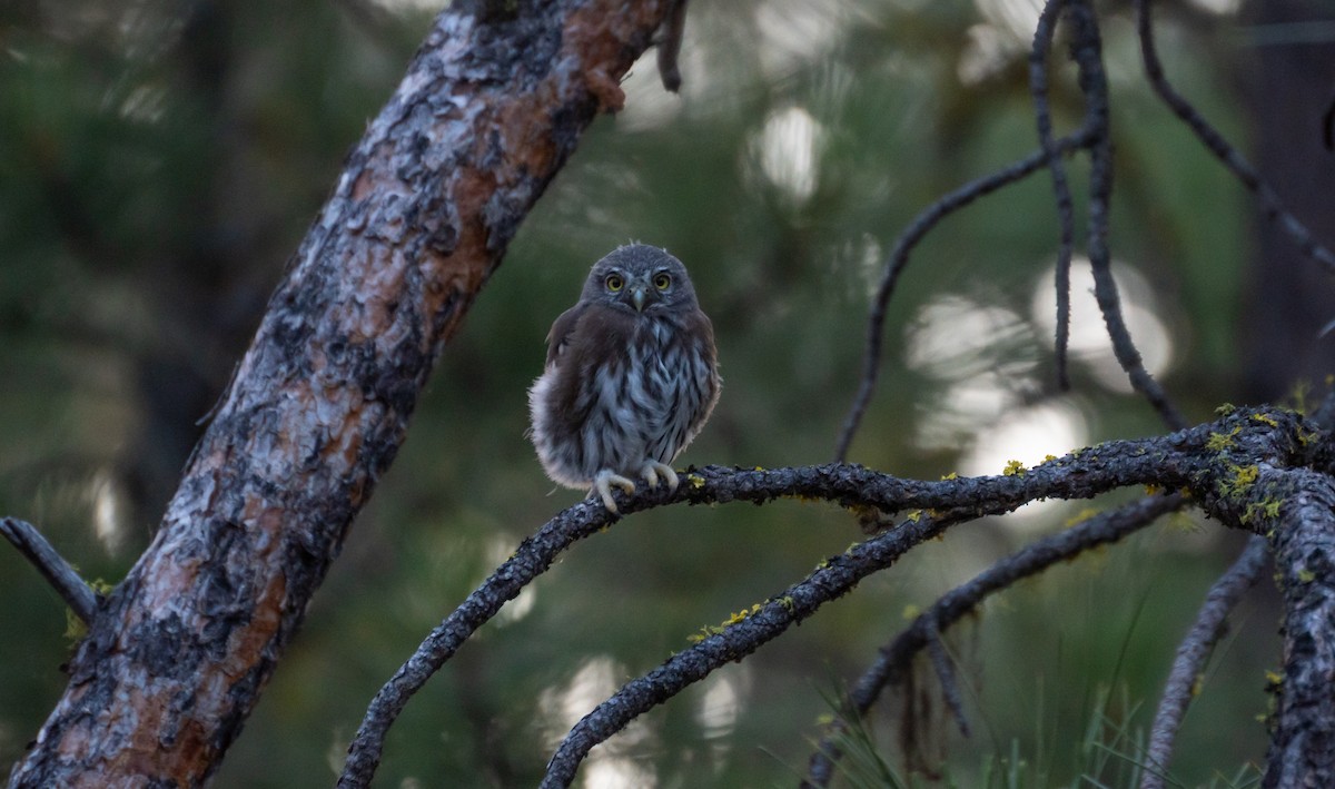 Northern Pygmy-Owl - ML612596617