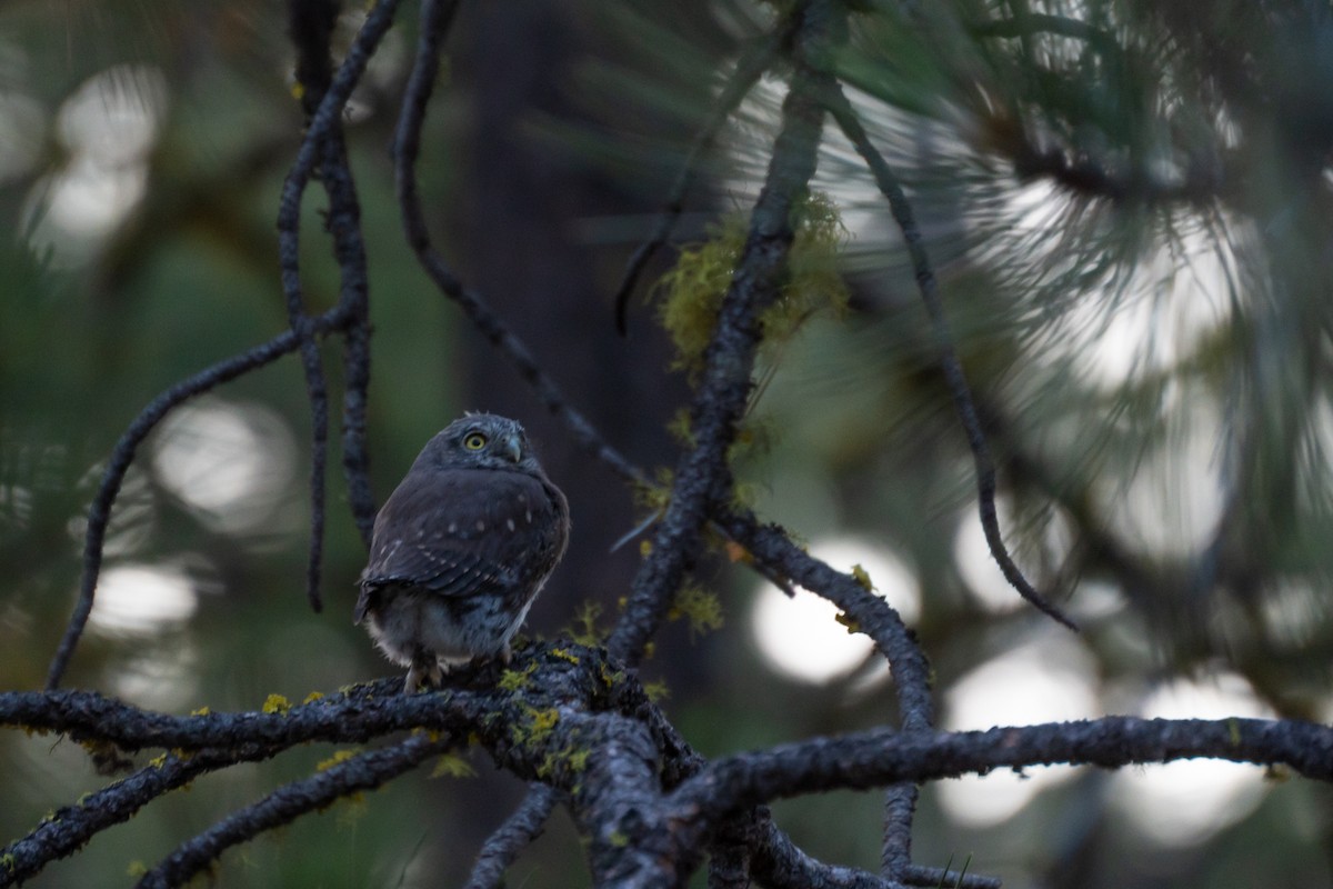 Northern Pygmy-Owl - ML612596618