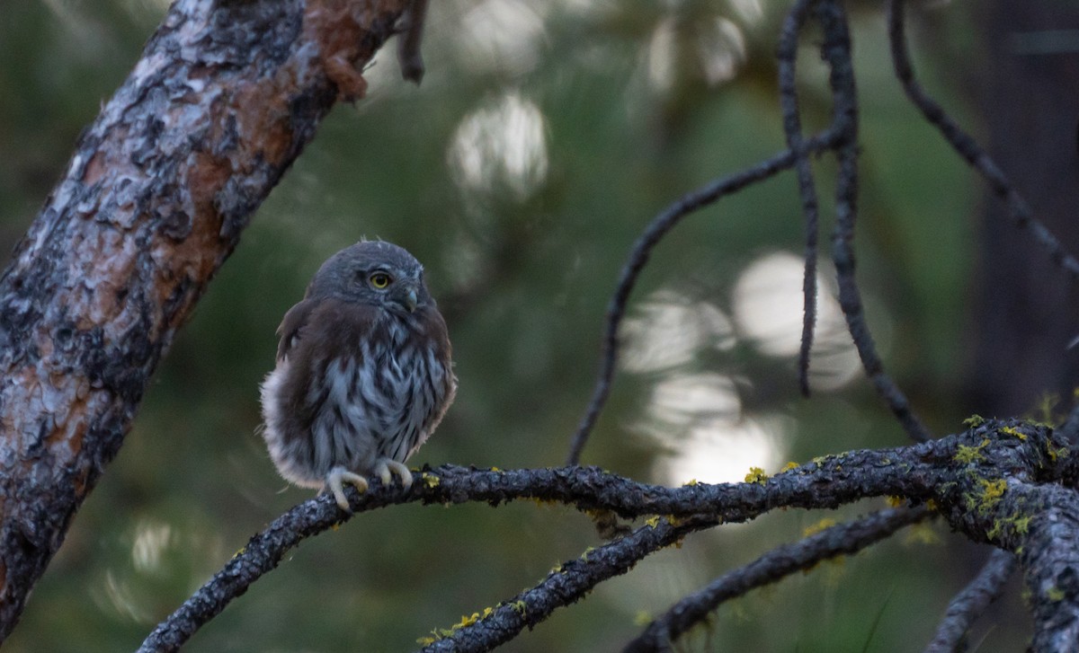 Northern Pygmy-Owl - ML612596619