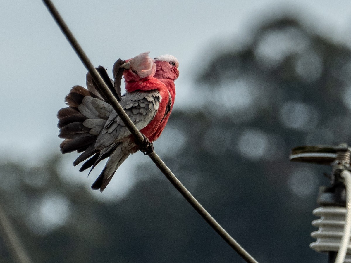 Cacatúa Galah - ML612596627