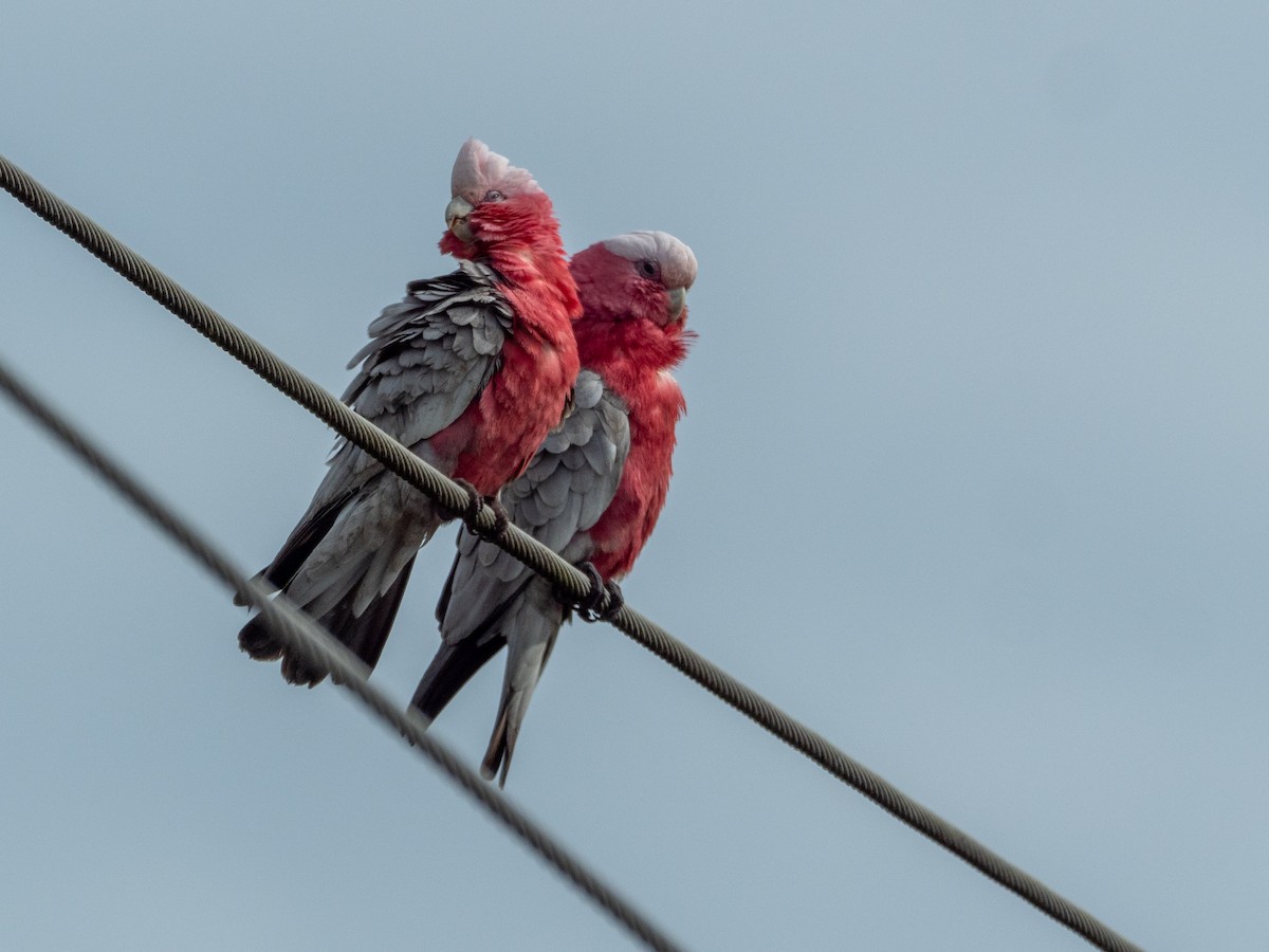 Cacatúa Galah - ML612596628