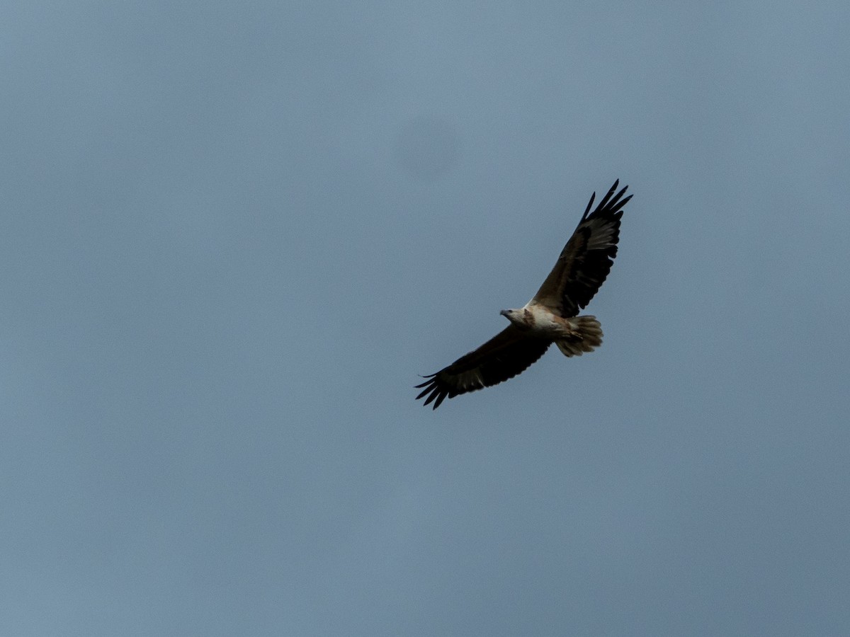 Weißbauch-Seeadler - ML612596640