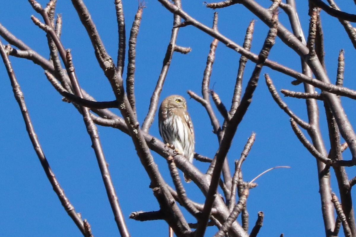 Ferruginous Pygmy-Owl - ML612596665