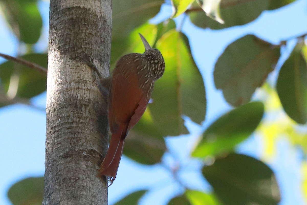 Ivory-billed Woodcreeper - ML612596709