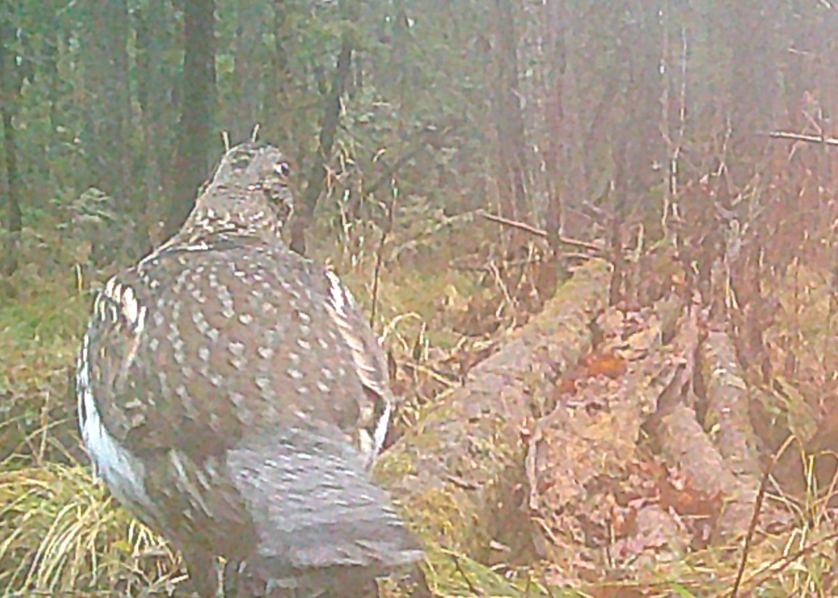 Ruffed Grouse - Justine Heinrichsberg