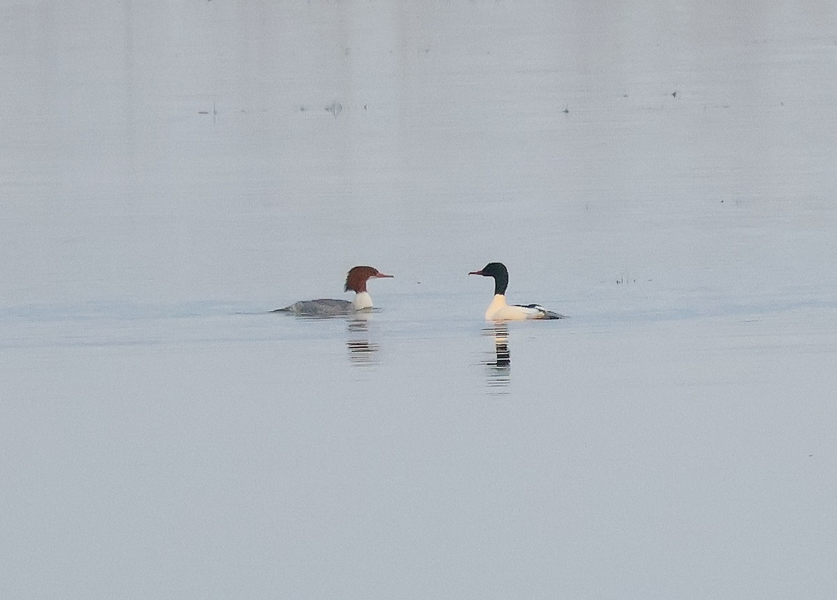 Common Merganser - Mileta Čeković