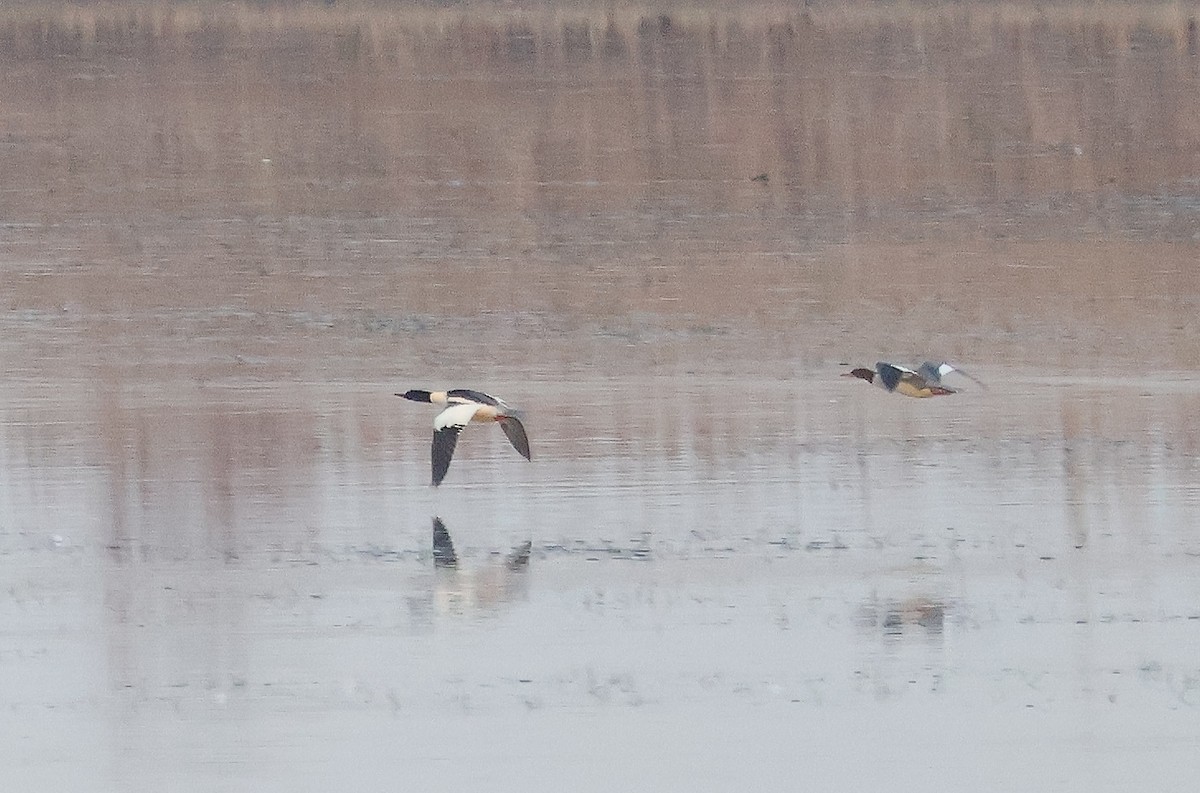 Common Merganser - Mileta Čeković