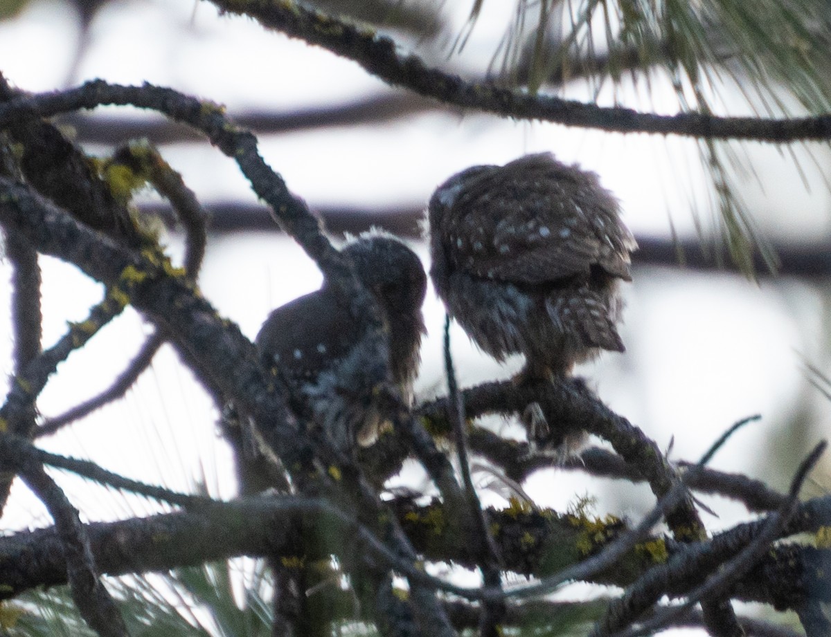 Northern Pygmy-Owl - ML612596750