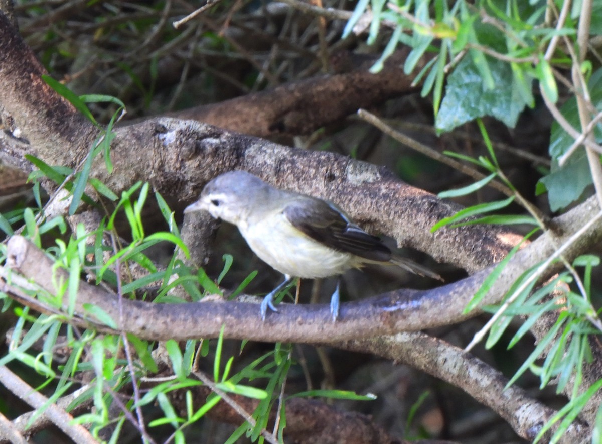 Warbling Vireo - ML612596780