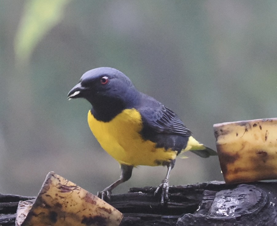 Blue-and-gold Tanager - ML612596781