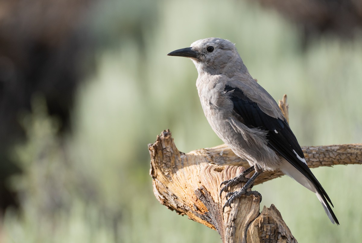 Clark's Nutcracker - Kai Frueh