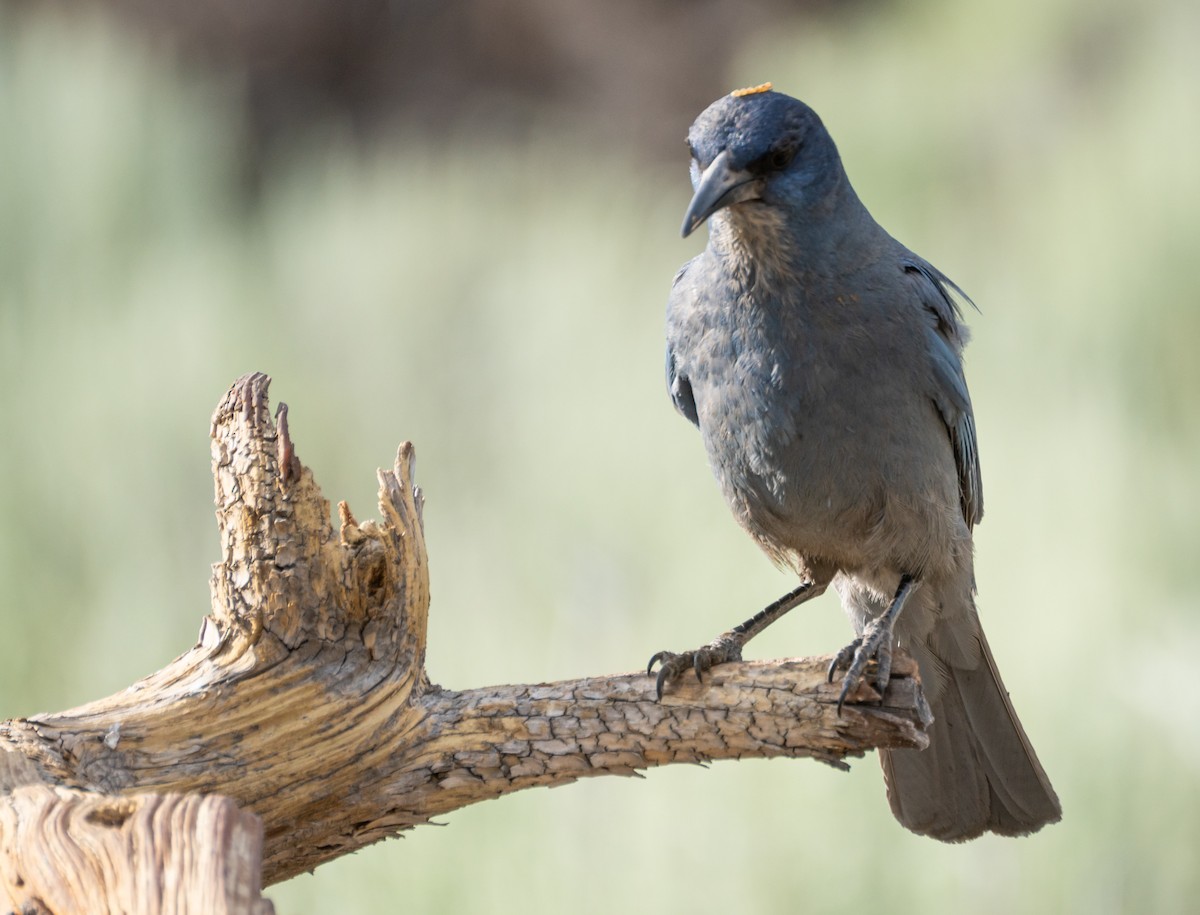 Pinyon Jay - Kai Frueh