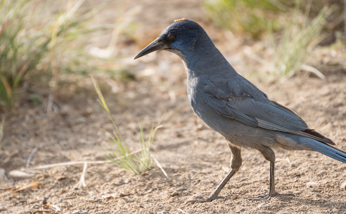 Pinyon Jay - Kai Frueh