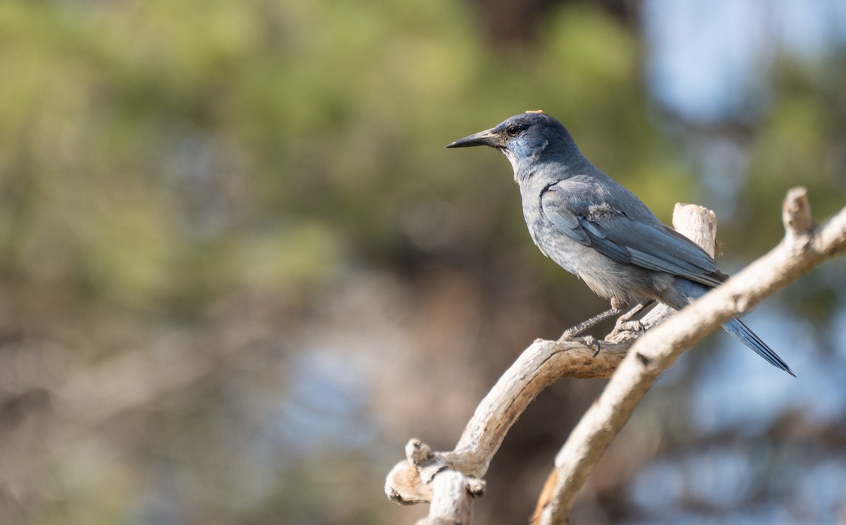 Pinyon Jay - Kai Frueh