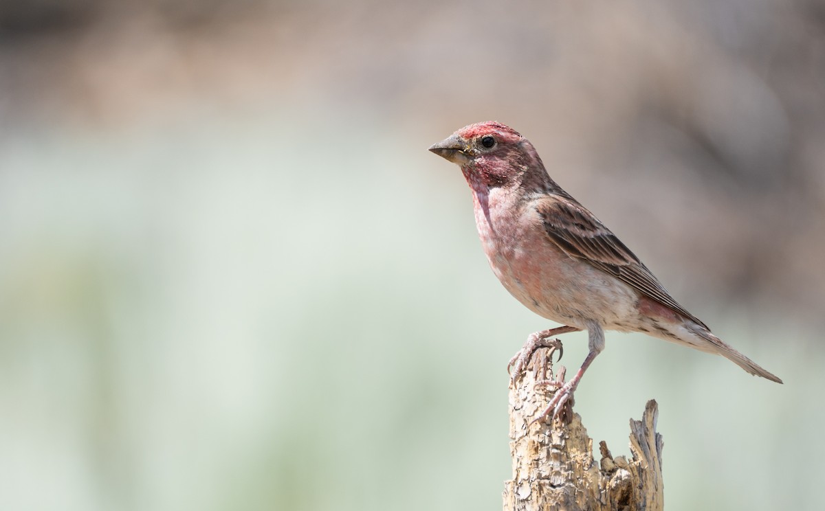 Cassin's Finch - ML612596857