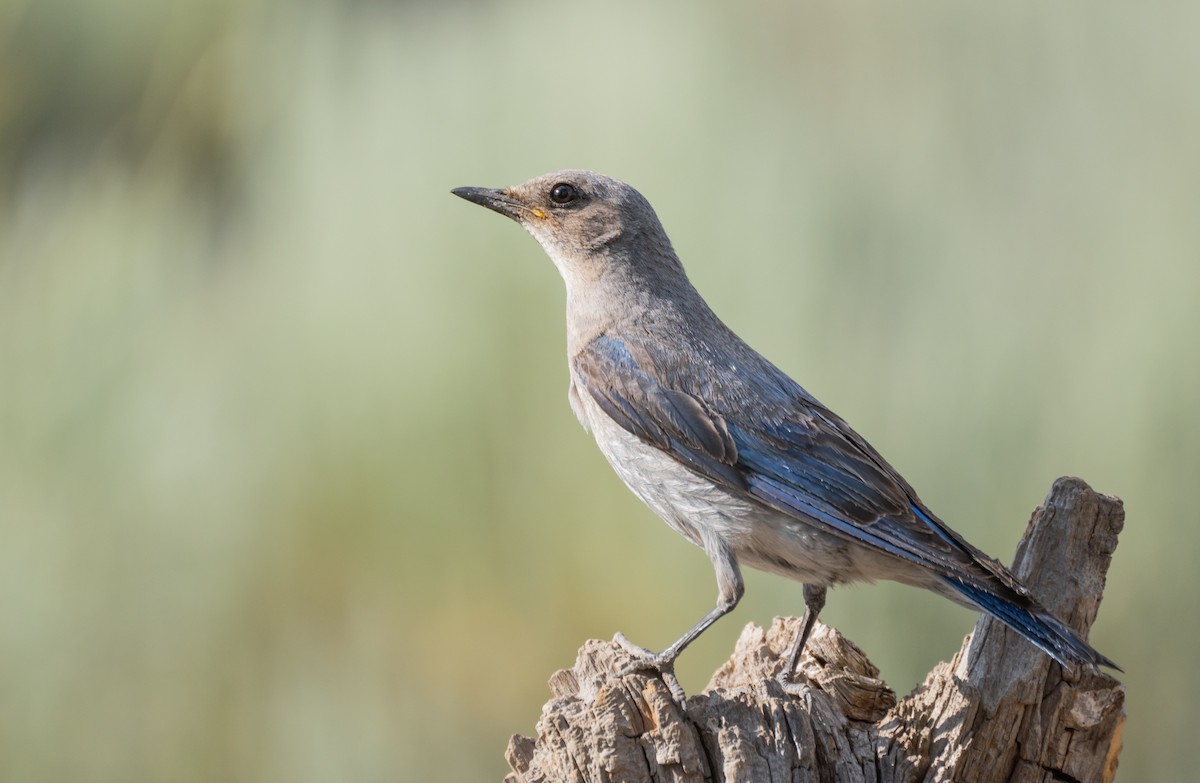 Mountain Bluebird - ML612596881