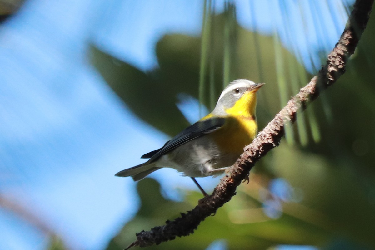 Crescent-chested Warbler - ML612596906