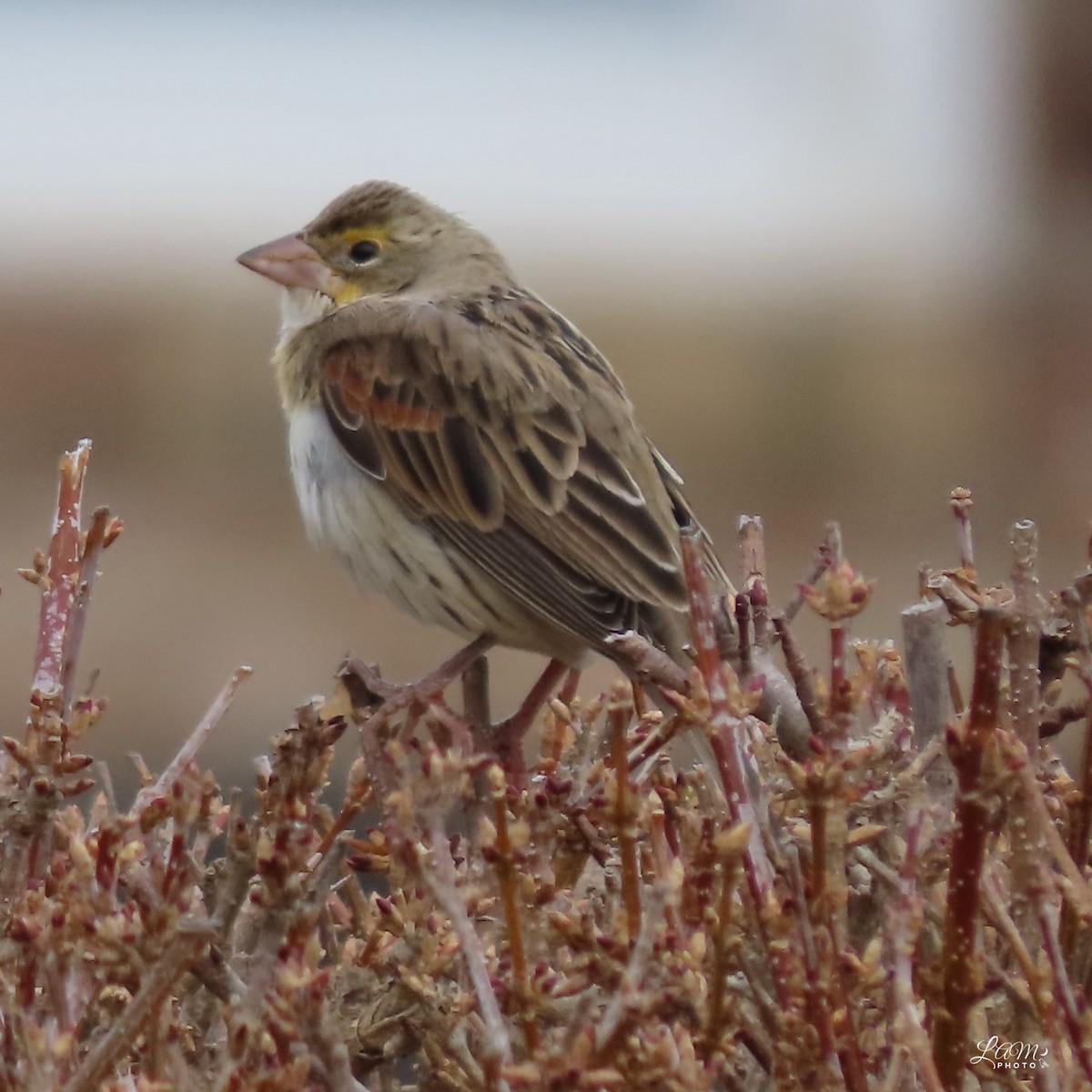 Dickcissel - ML612596909