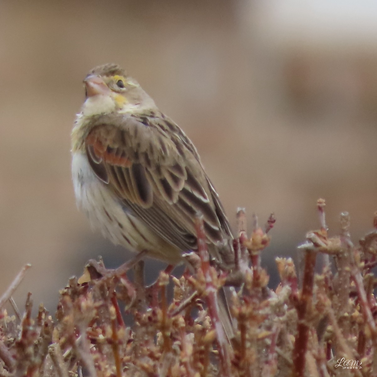 Dickcissel - ML612596910