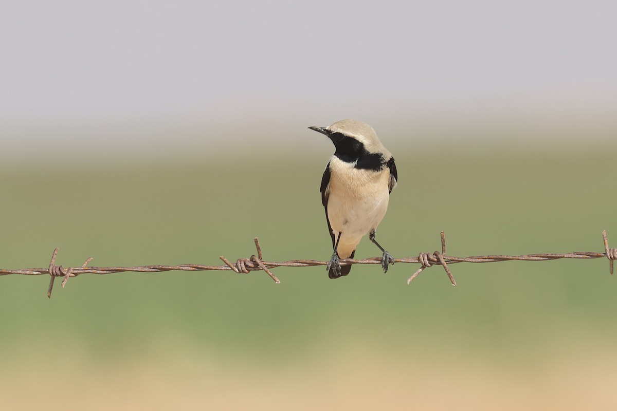 Desert Wheatear - ML612596932