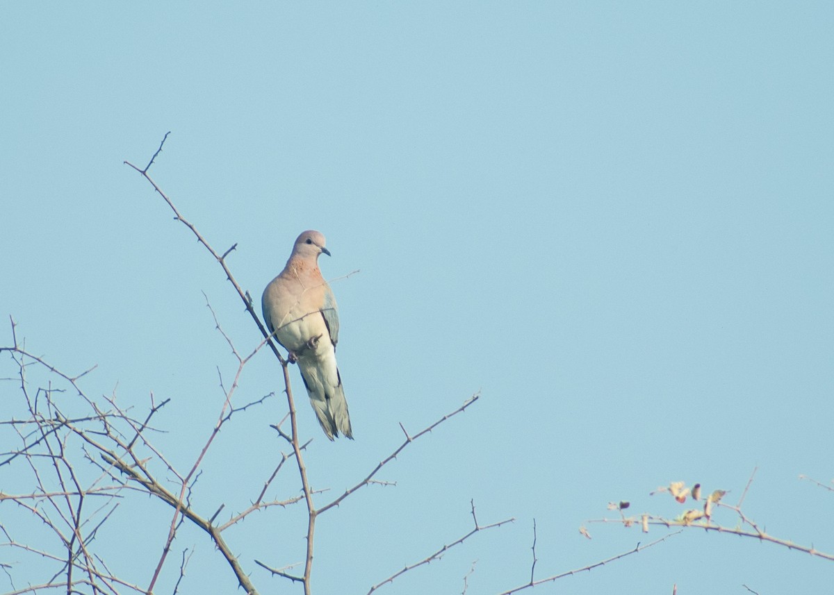 Tórtola Senegalesa - ML612596938