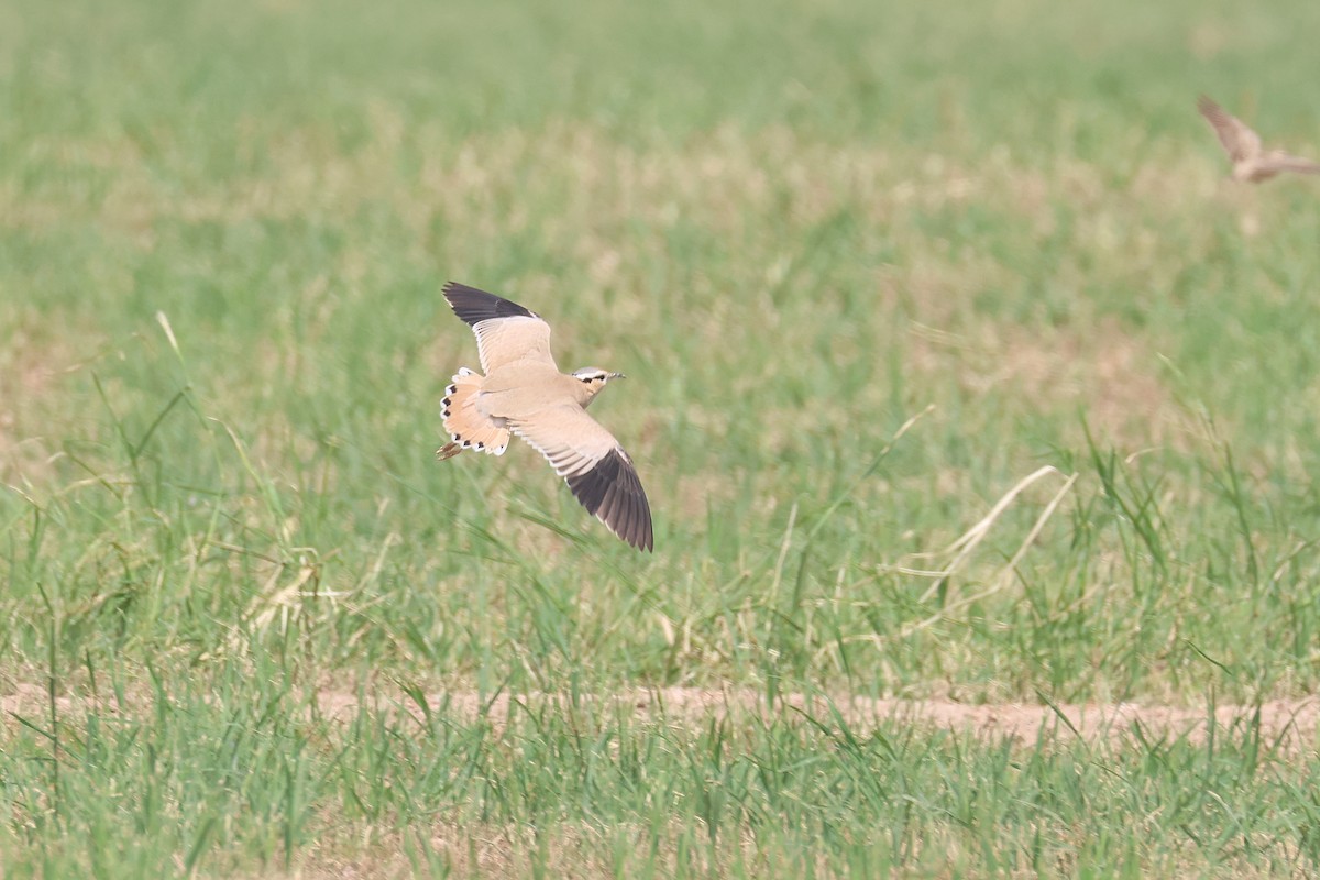 Cream-colored Courser - ML612596945