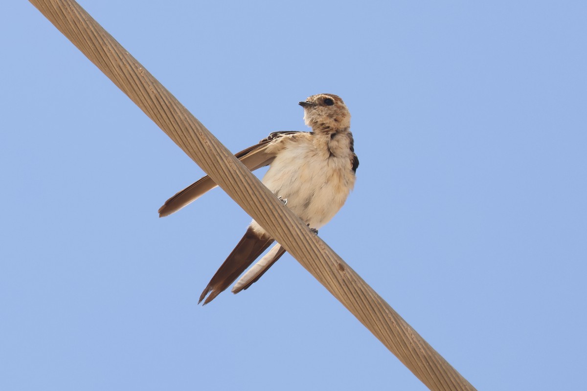 Red-rumped Swallow - ML612596952