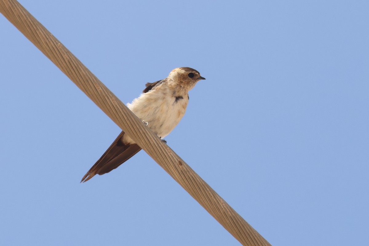 Red-rumped Swallow - ML612596953