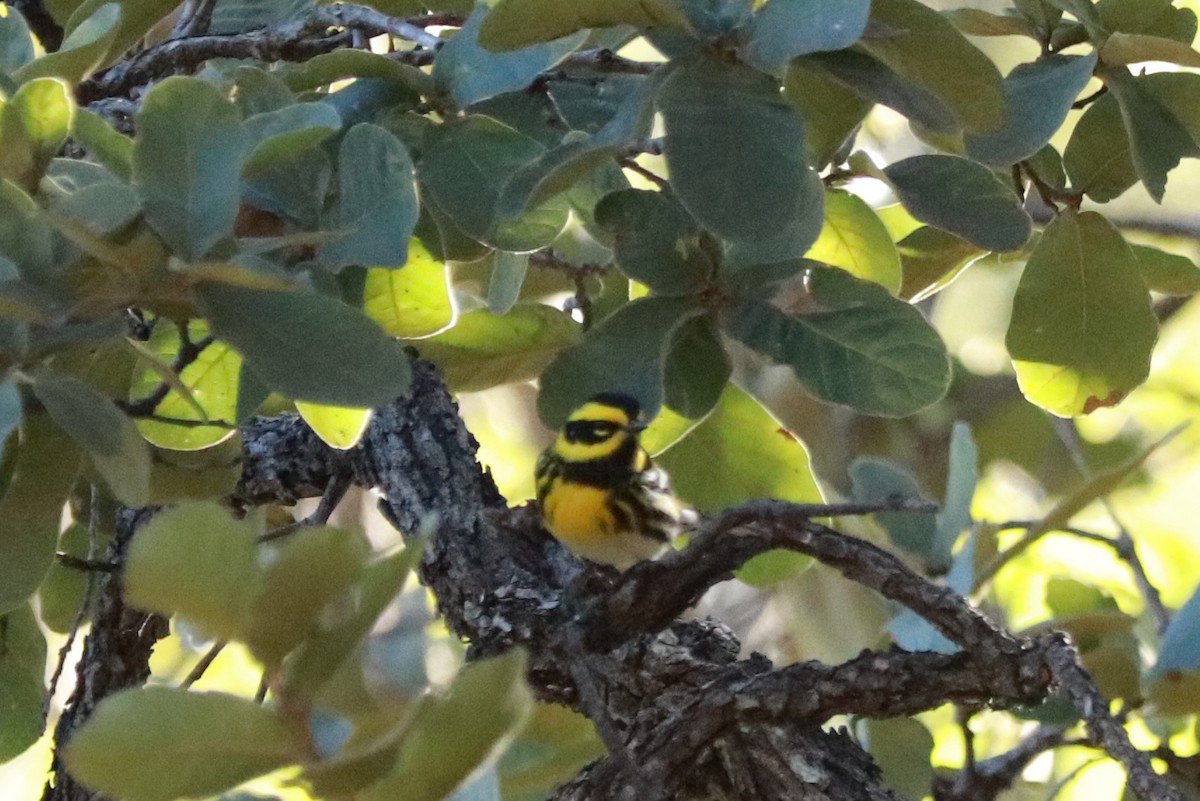 Townsend's Warbler - Andrew Core