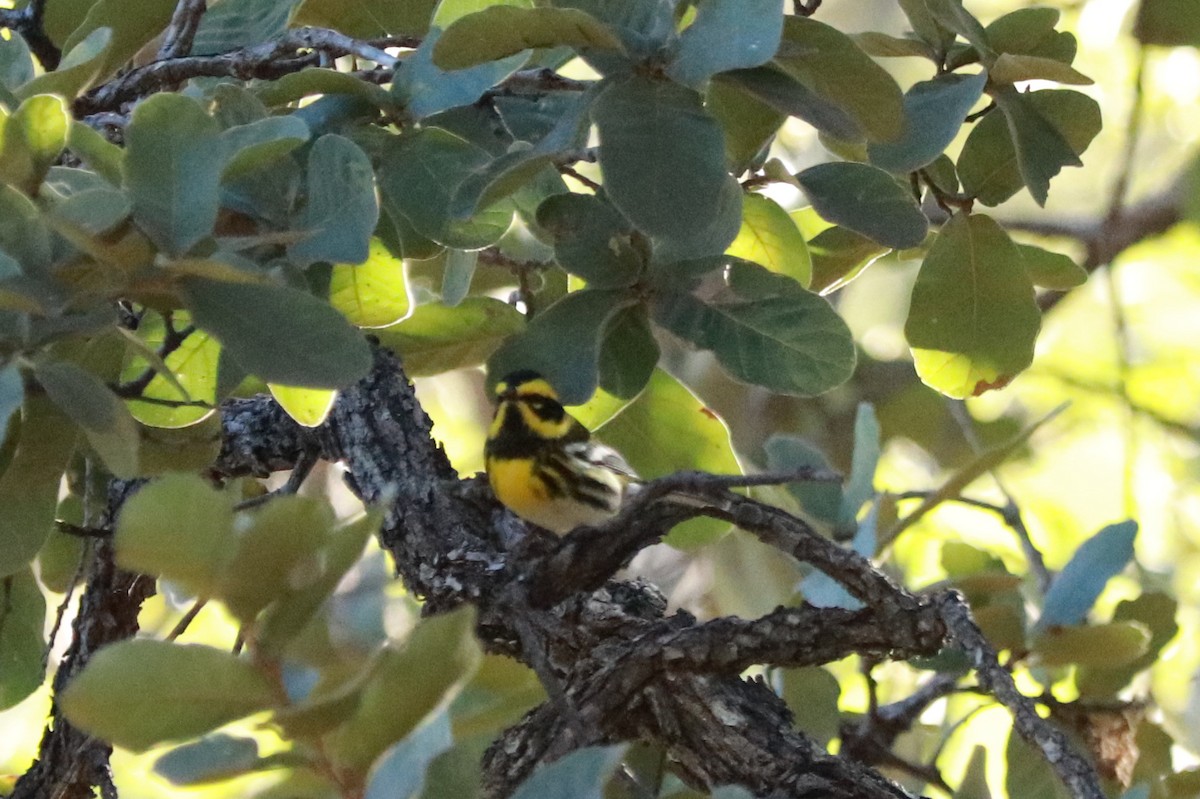 Townsend's Warbler - Andrew Core