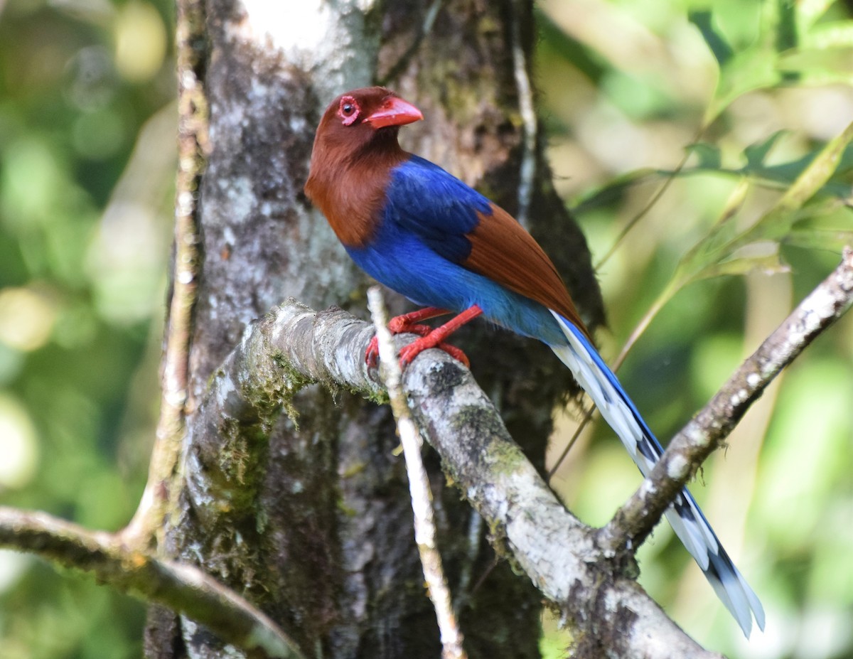 Sri Lanka Blue-Magpie - Noyel Mahendra