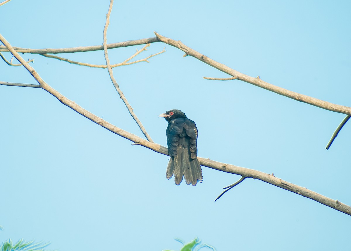 Asian Koel - ML612596973