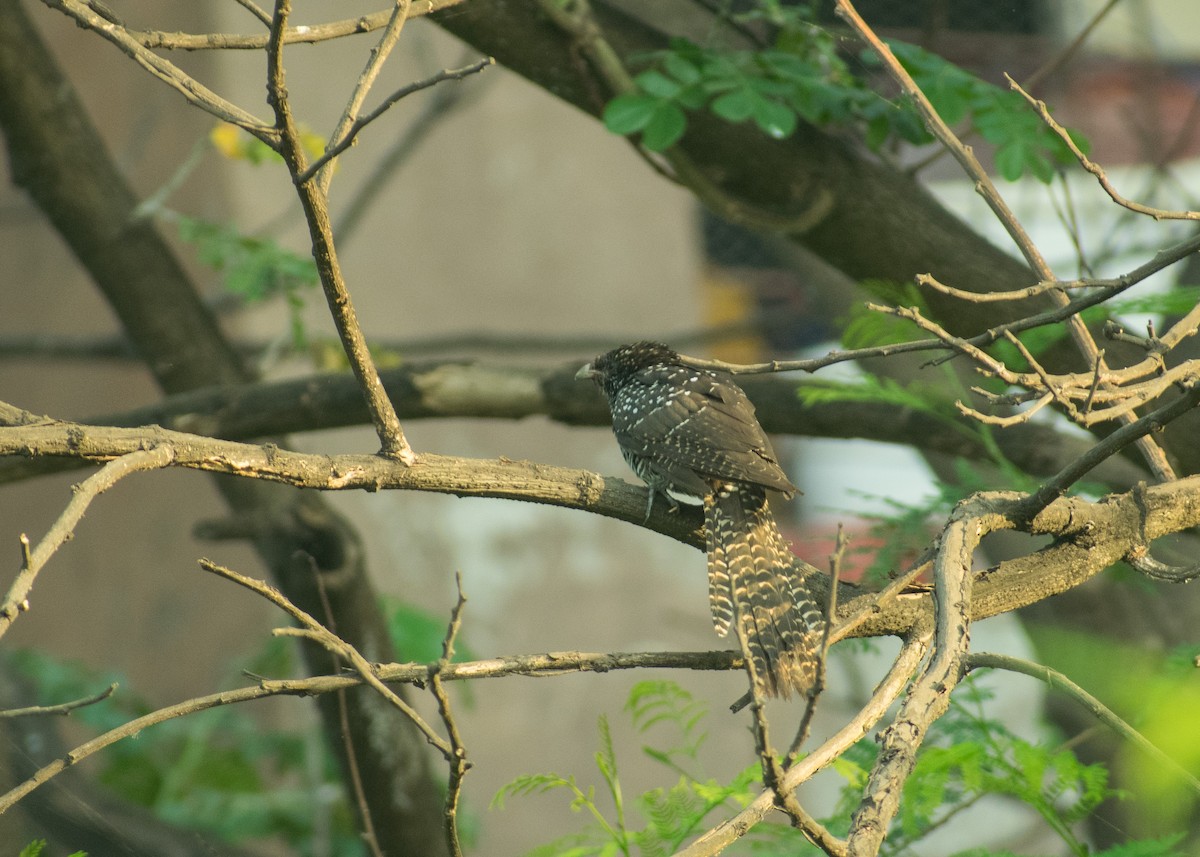 Asian Koel - ML612596974