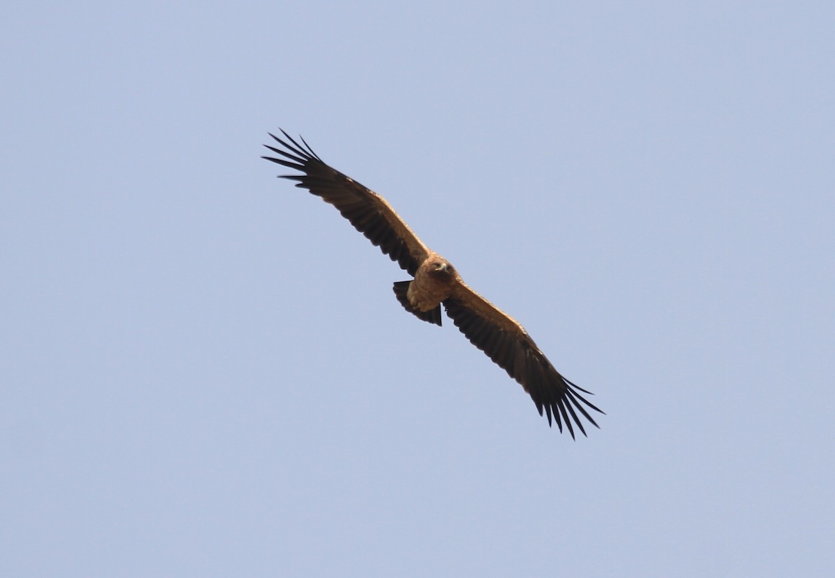 Águila Moteada - ML612597002