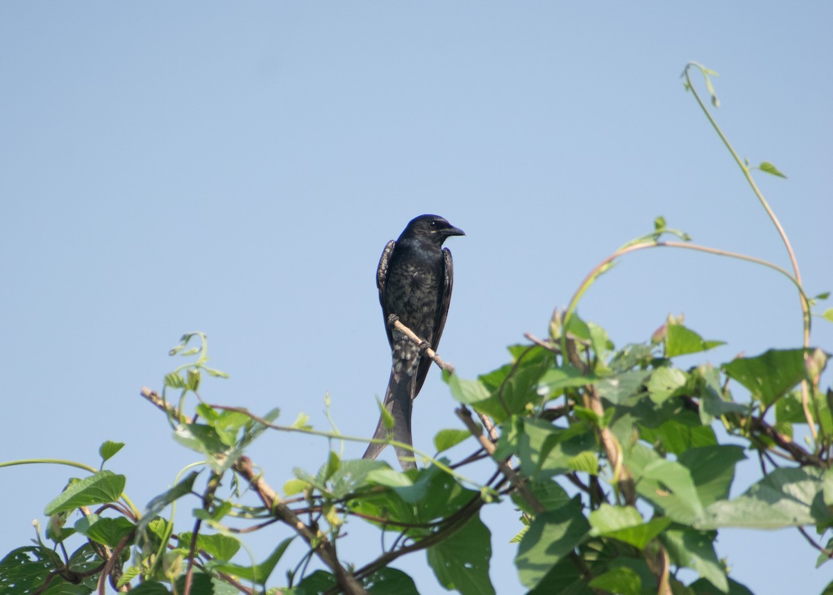 Drongo royal - ML612597005