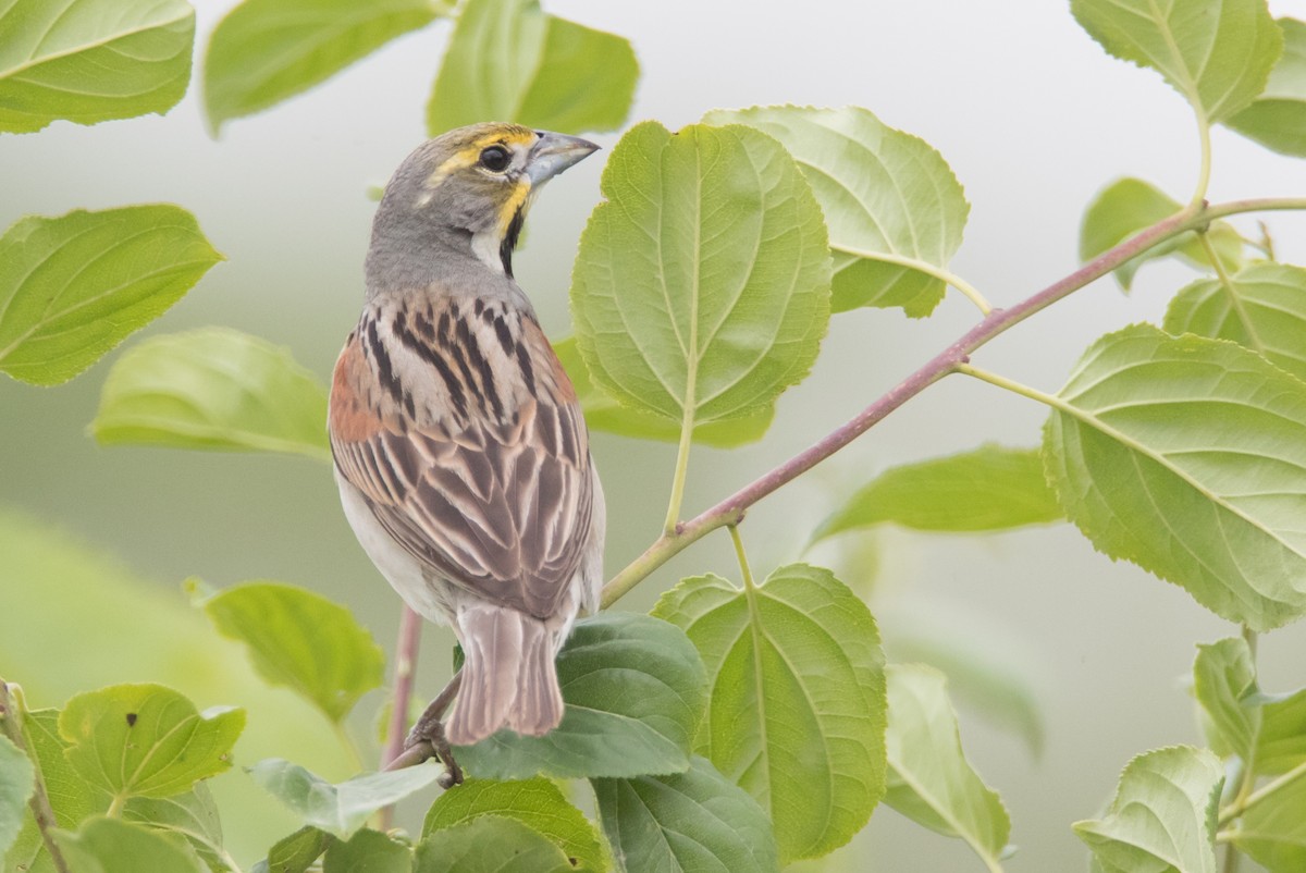 Dickcissel - County Lister Brendan