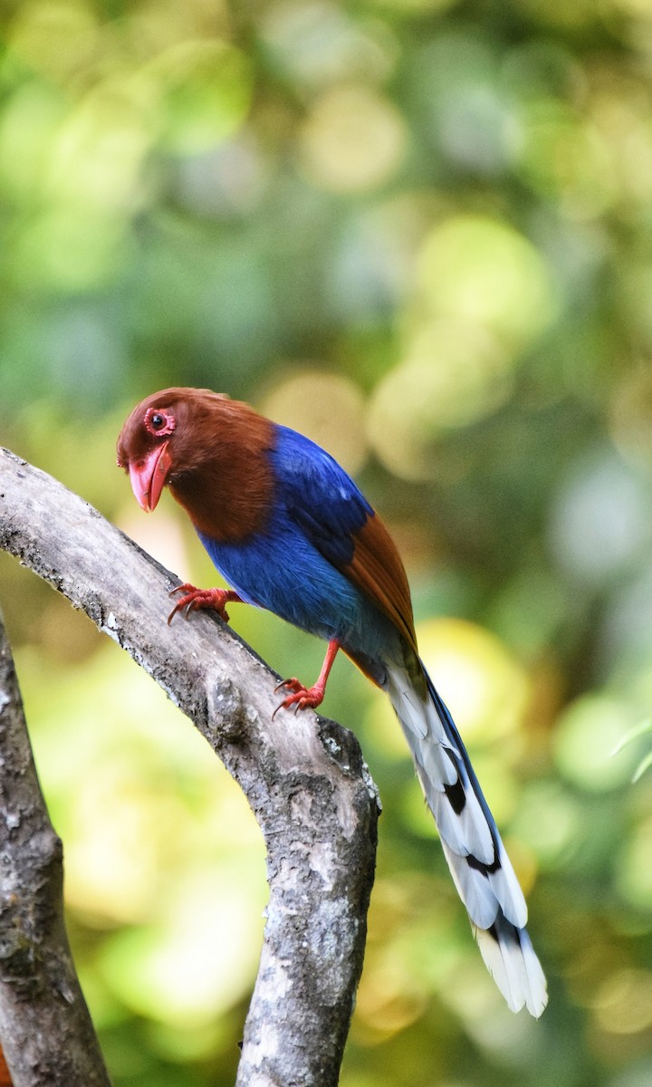 Sri Lanka Blue-Magpie - Noyel Mahendra