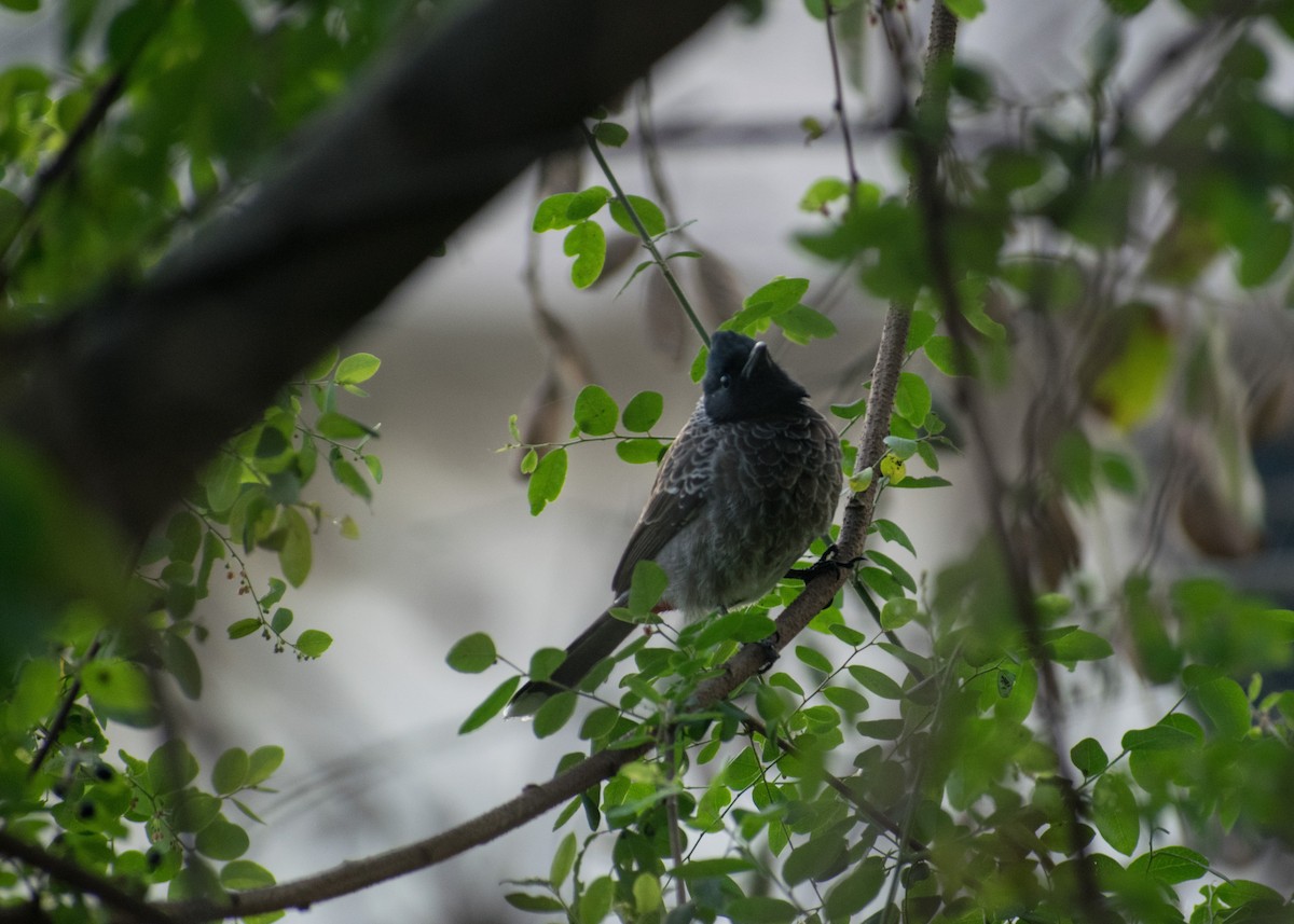 Bulbul à ventre rouge - ML612597017