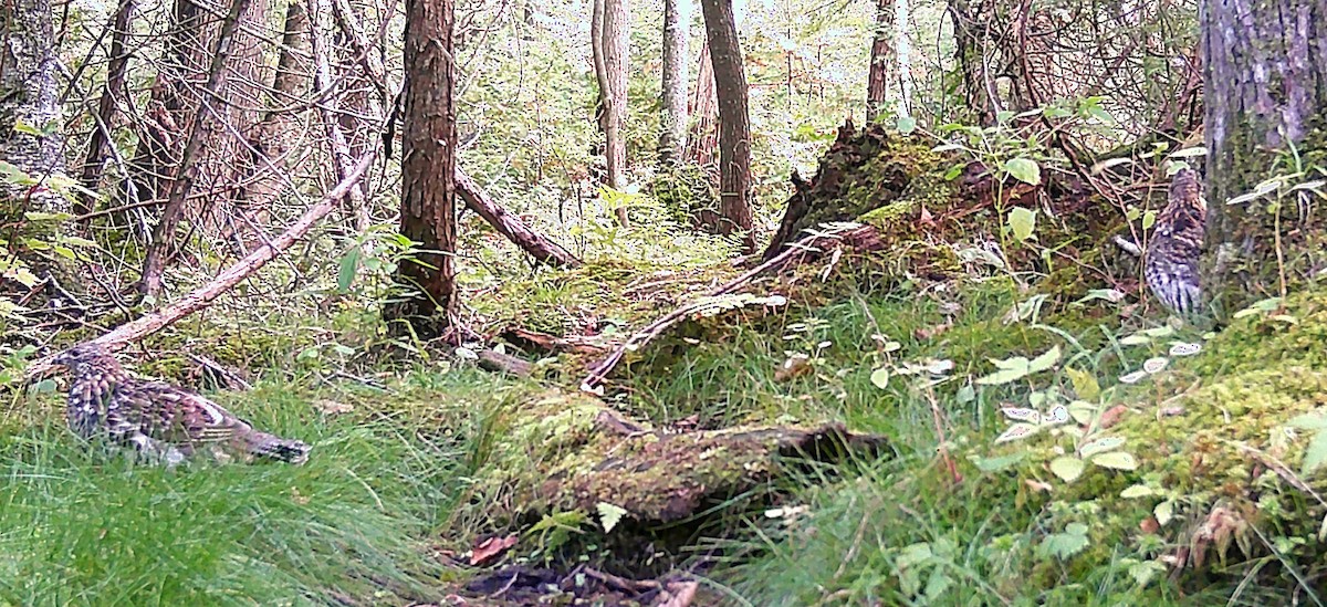 Ruffed Grouse - Justine Heinrichsberg