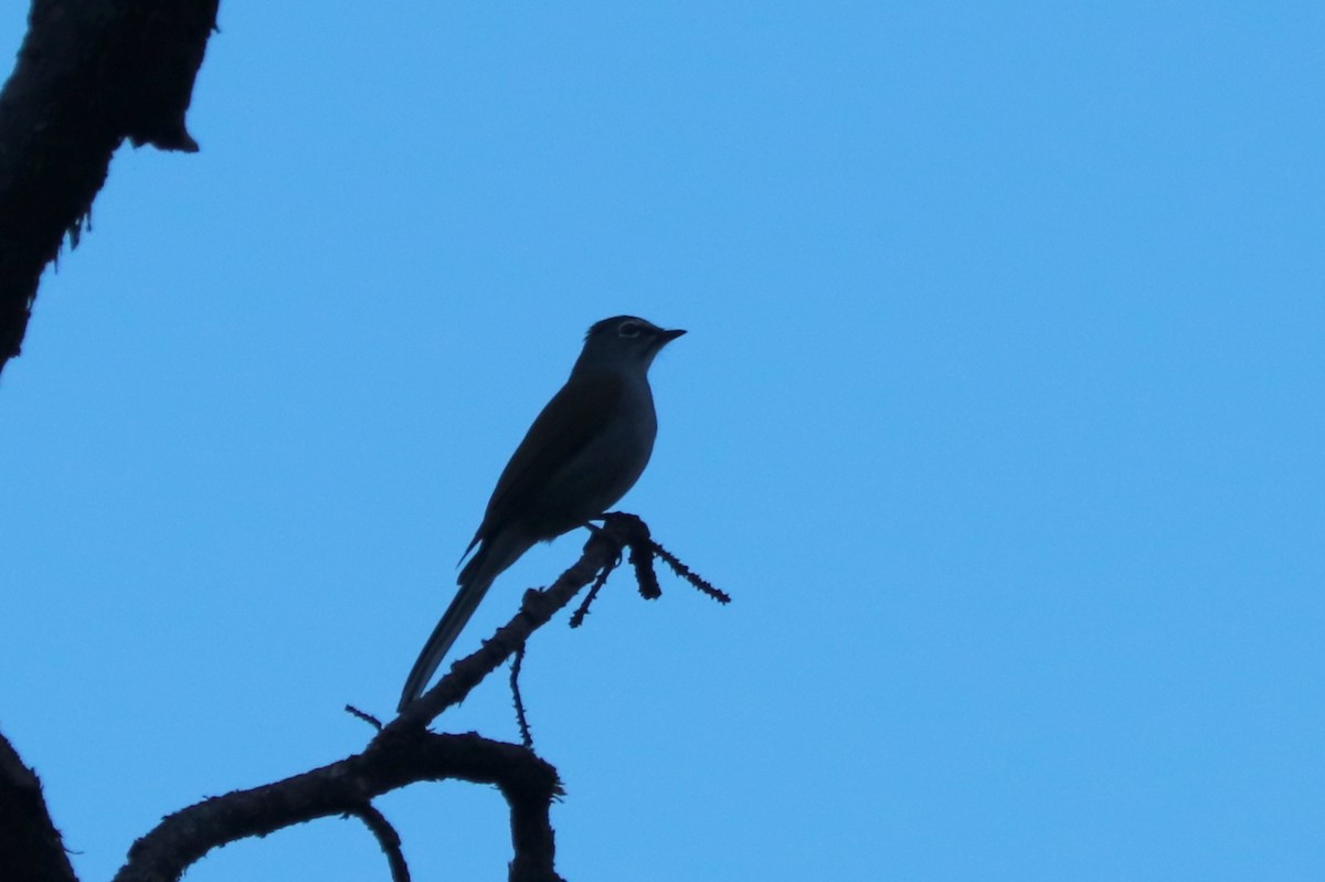 Brown-backed Solitaire - ML612597030