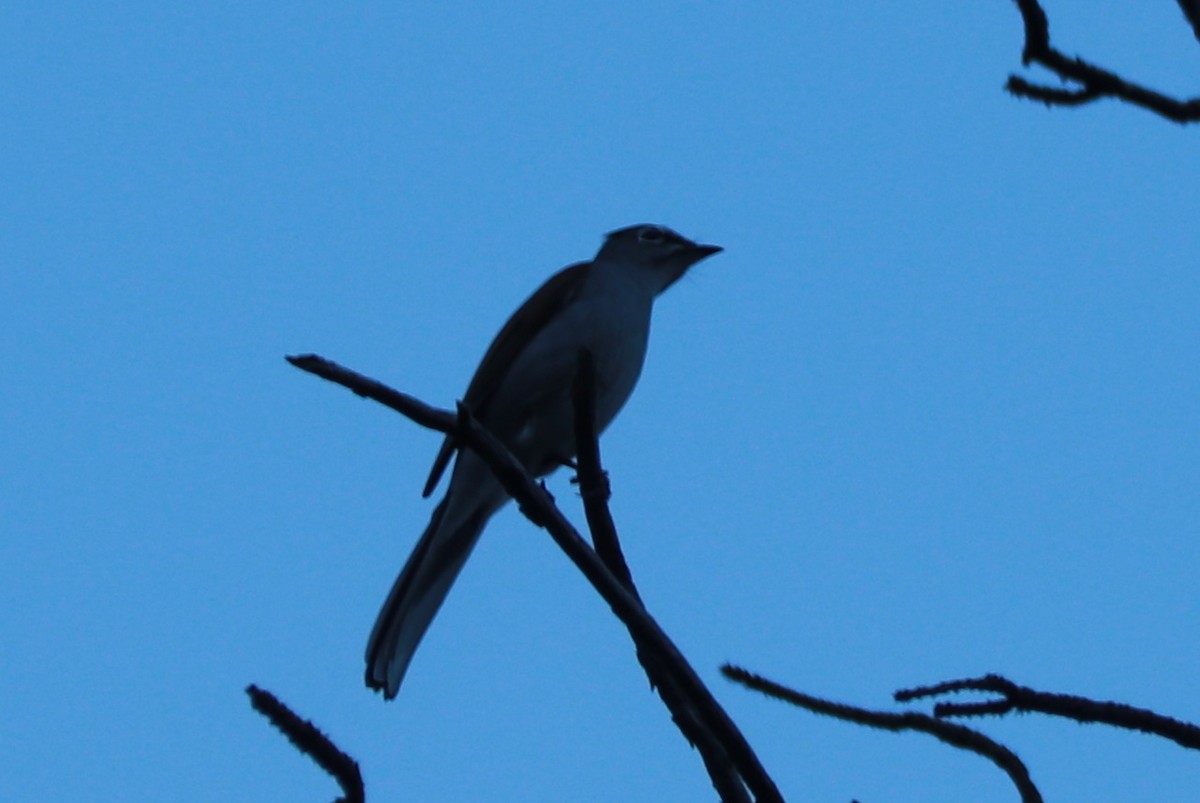 Brown-backed Solitaire - Andrew Core