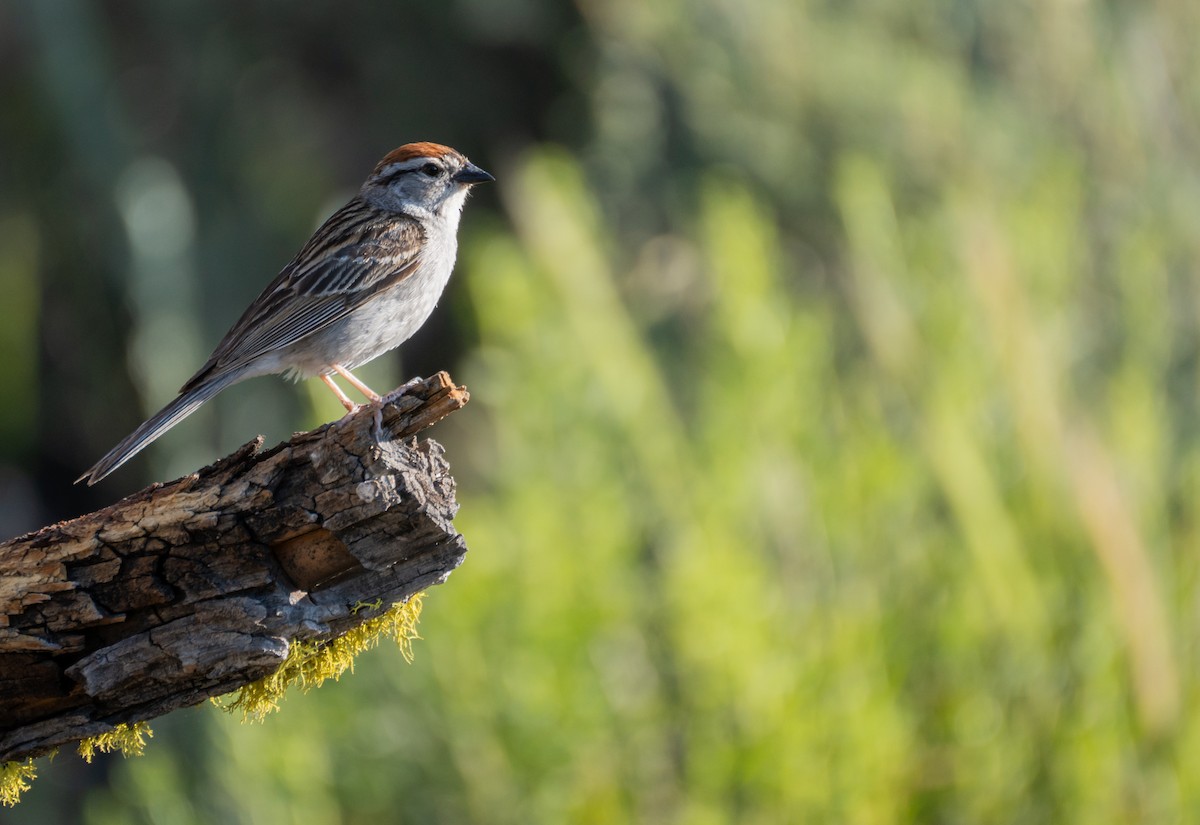 Chipping Sparrow - ML612597037